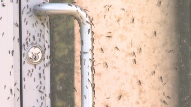 The midges have returned to Progressive Field, and please don't