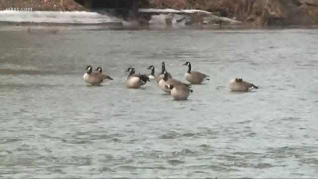 wkyc com white bread bad for birds wkyc com white bread bad for birds